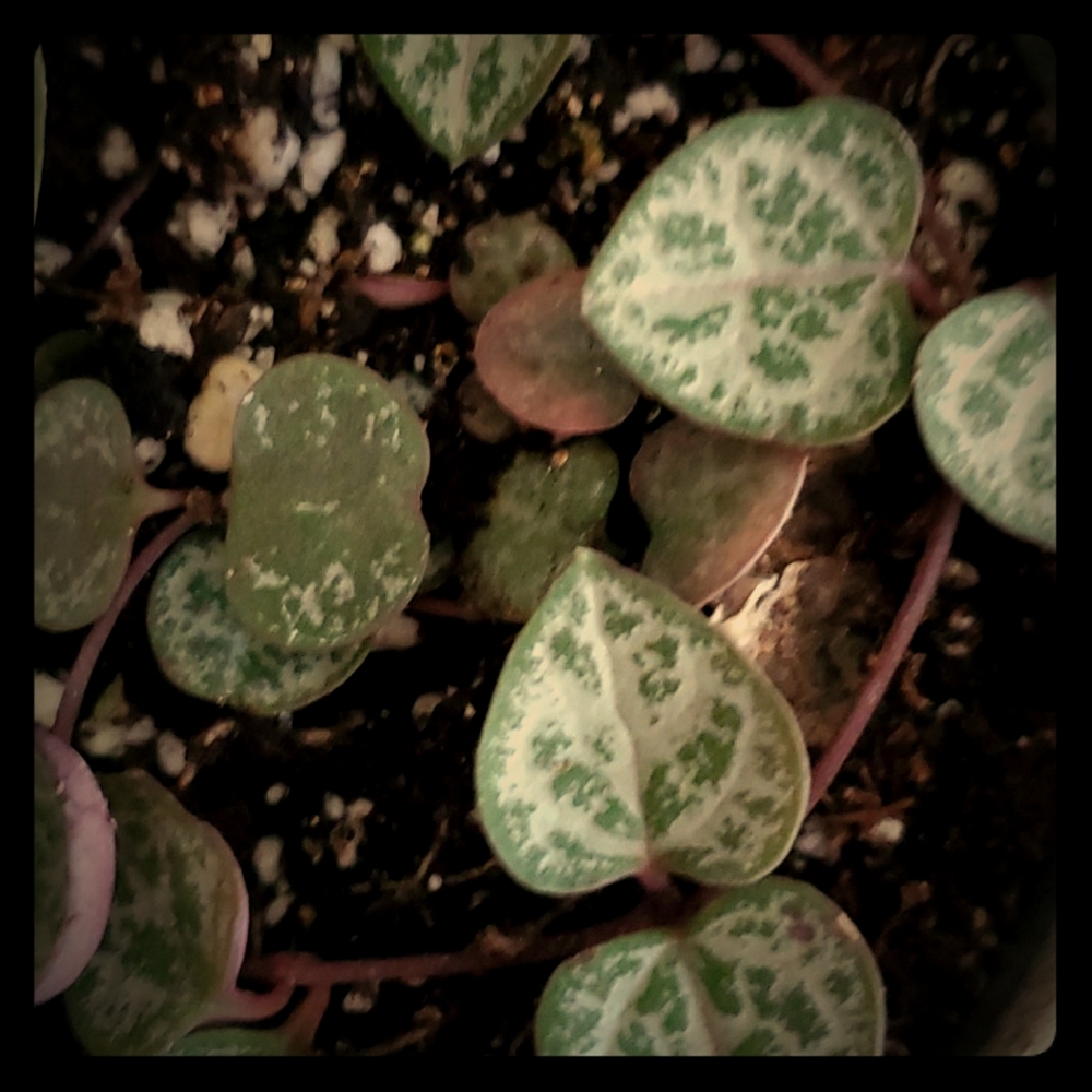 String of hearts